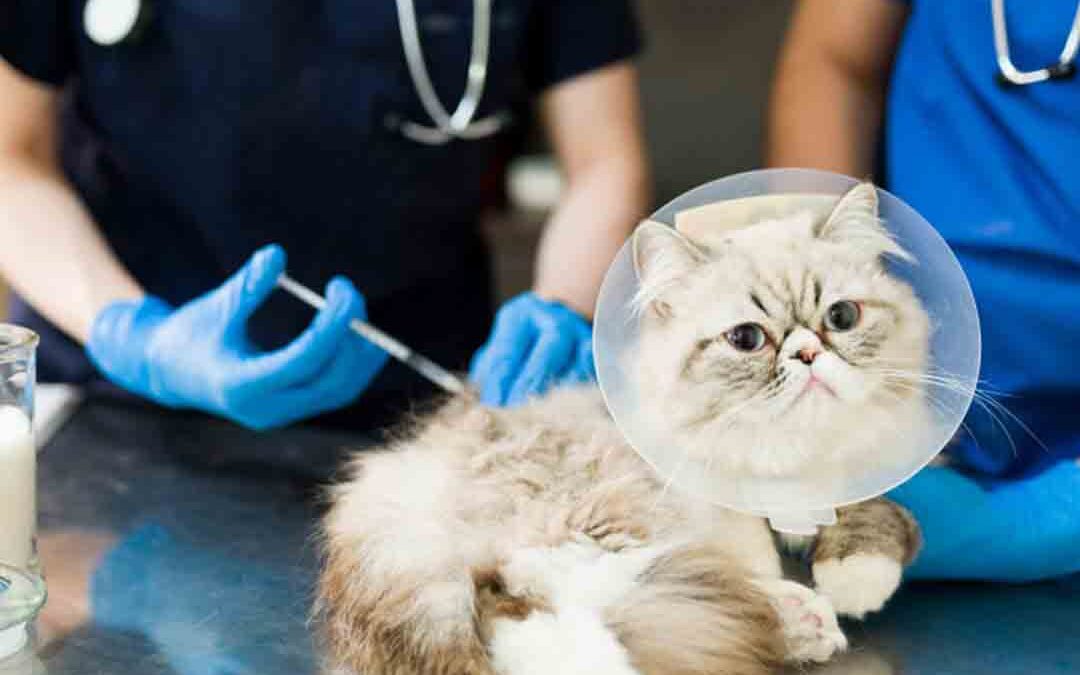 โรคสำคัญในแมว ที่สามารถป้องกันได้โดยการทำวัคซีน