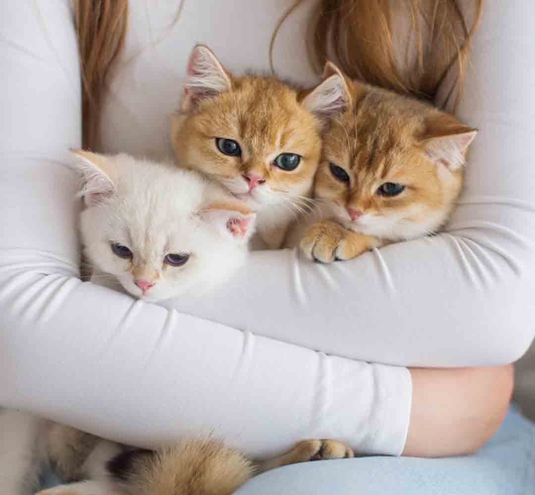 man-holds-three-british-kittens-different-colors-his-hands การป้องกันโรคในแมว