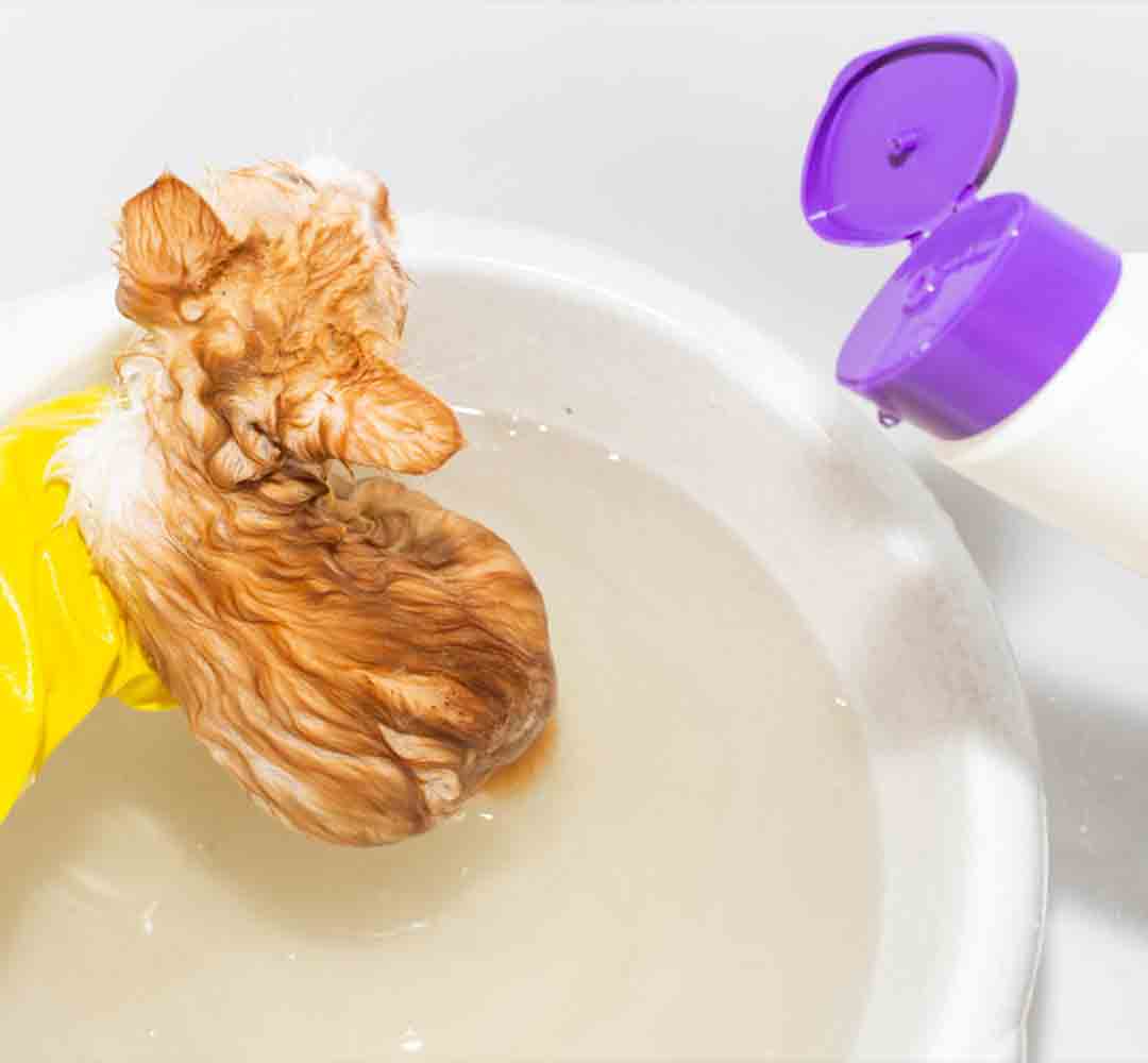 treatment-cat-from-fleas-woman-gloves-washing-red-cat-with-antiflea-shampoo วิธีกำจัด ปรสิตสุนัข
