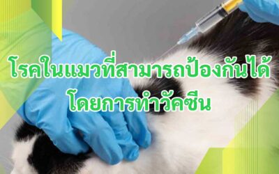 โรคในแมวที่สามารถป้องกันได้โดยการทำวัคซีน
