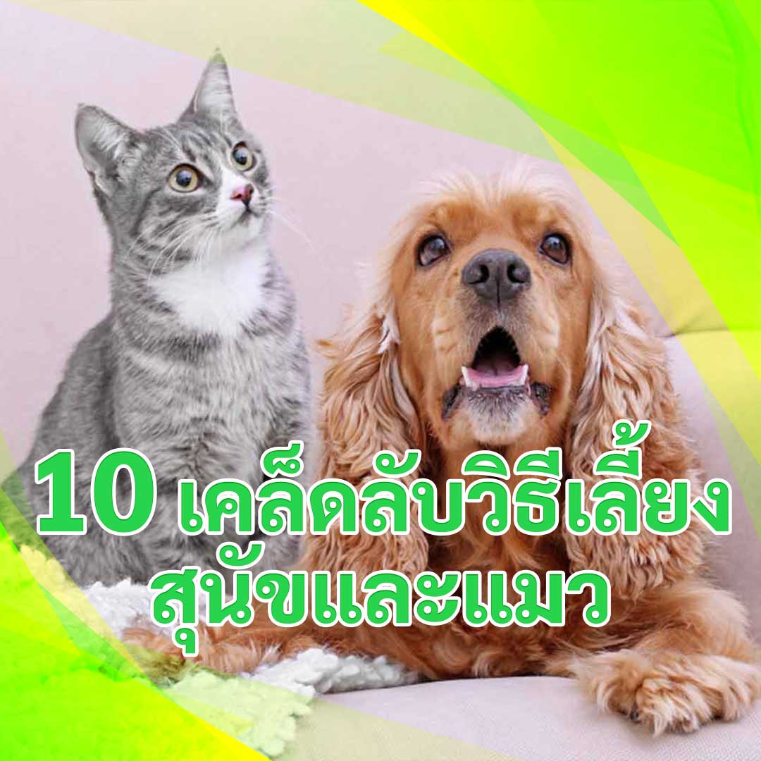 10 เคล็ดลับวิธีเลี้ยงสุนัขและแมว