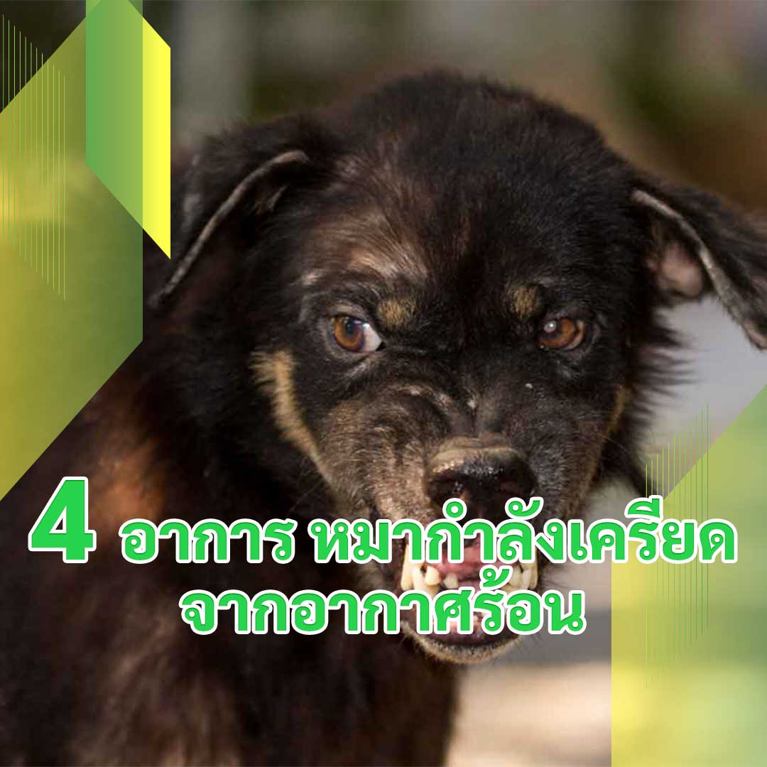4 อาการ หมากำลังเครียดจากอากาศร้อน