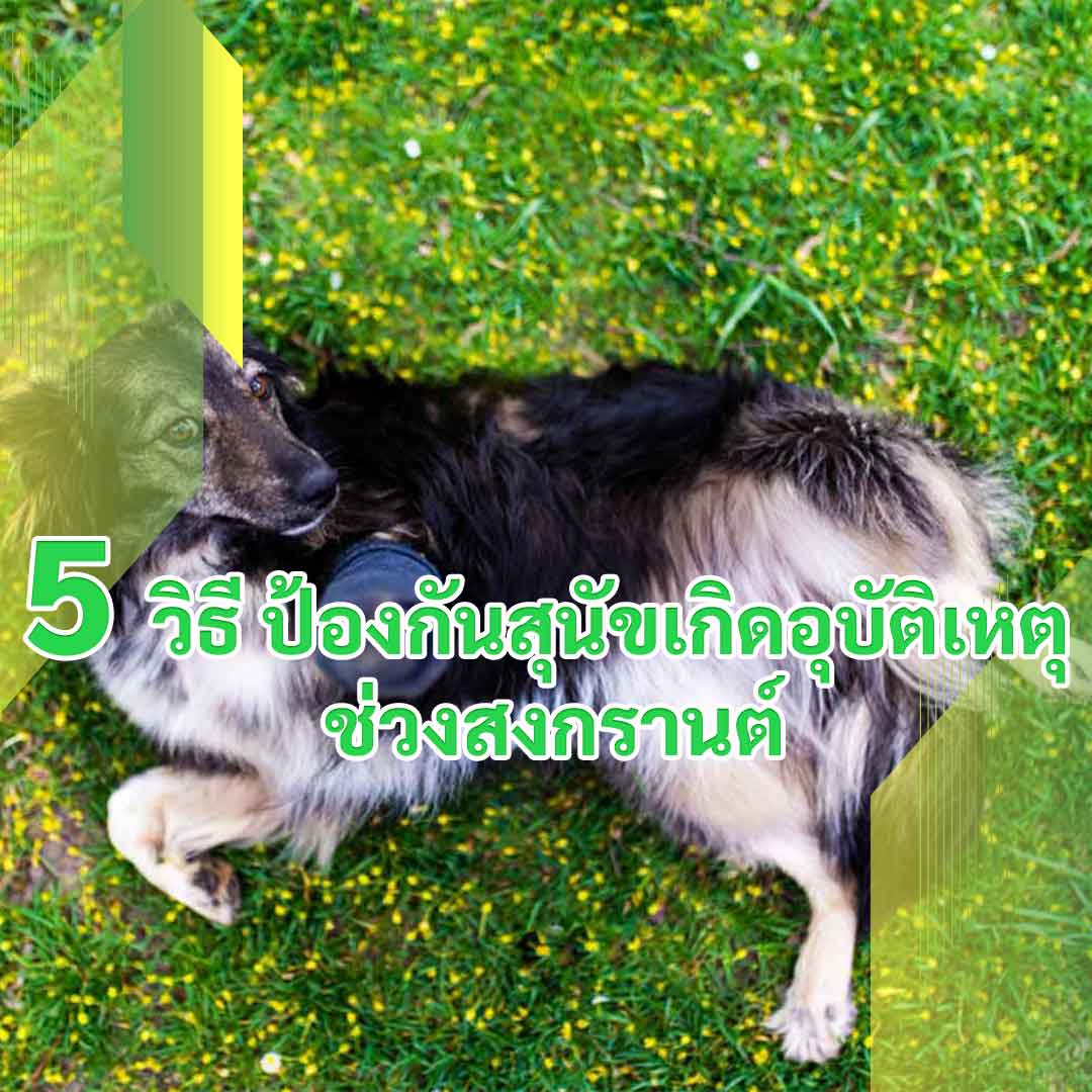 5 วิธี ป้องกันสุนัขเกิดอุบัติเหตุ ช่วงสงกรานต์