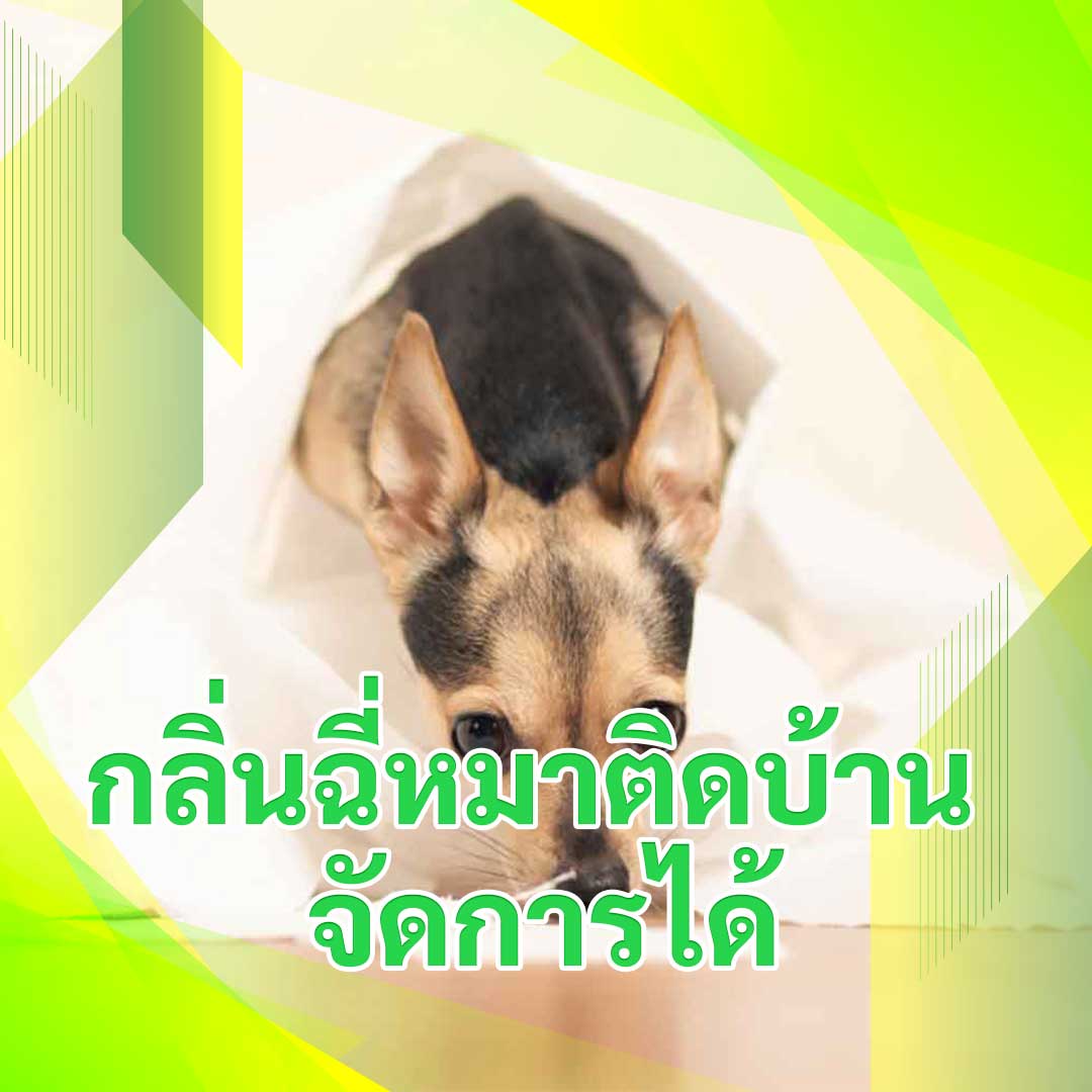 กลิ่นฉี่หมาติดบ้าน จัดการได้