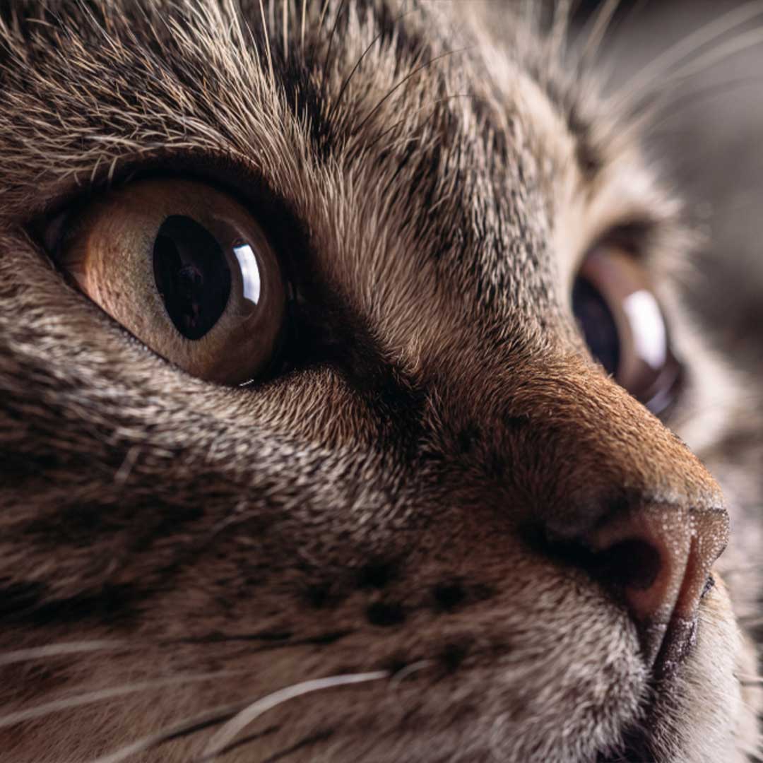 ปัญหาสุขภาพตาของแมว - Ion Herbal Pet Shampoo