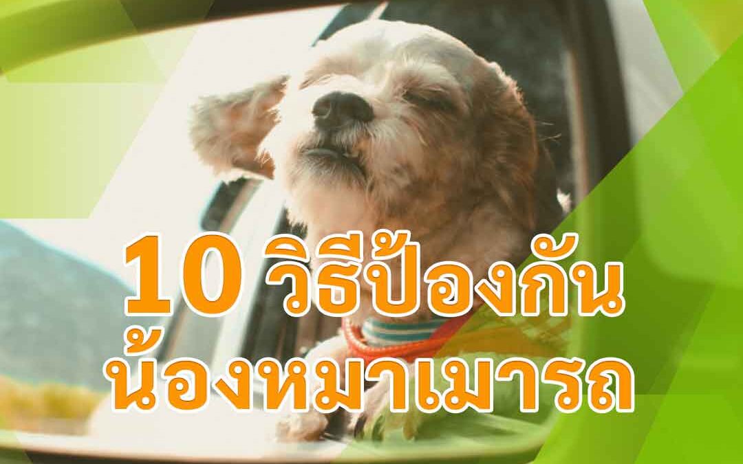 10 วิธีป้องกันน้องหมาเมารถ