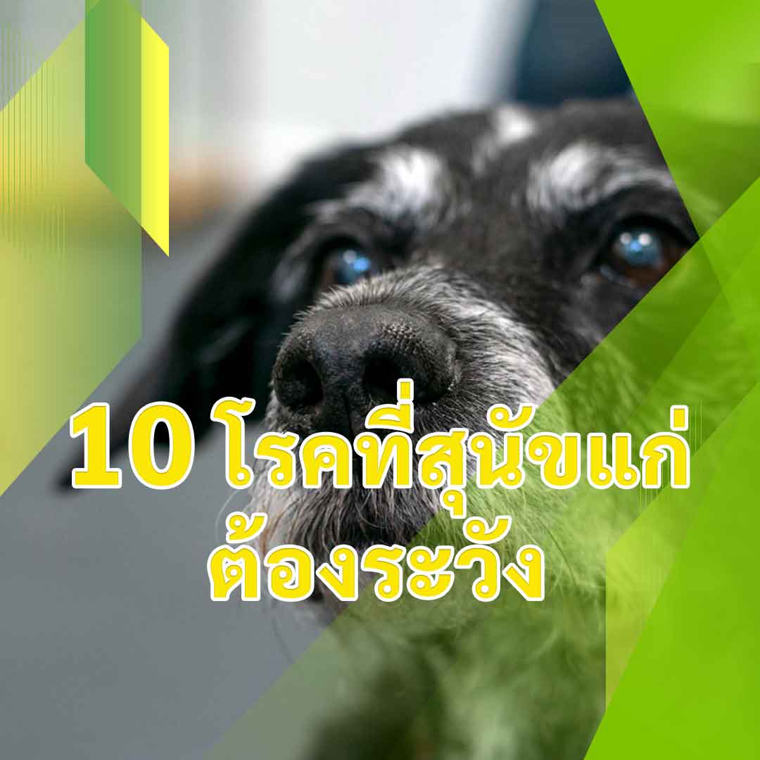 10 โรคที่สุนัขแก่ต้องระวัง