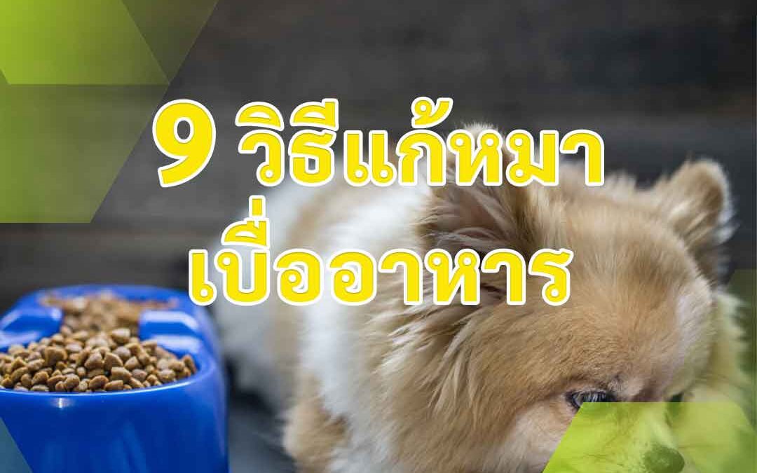 9 วิธีแก้หมาเบื่ออาหาร