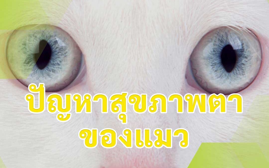 ปัญหาสุขภาพตาของแมว