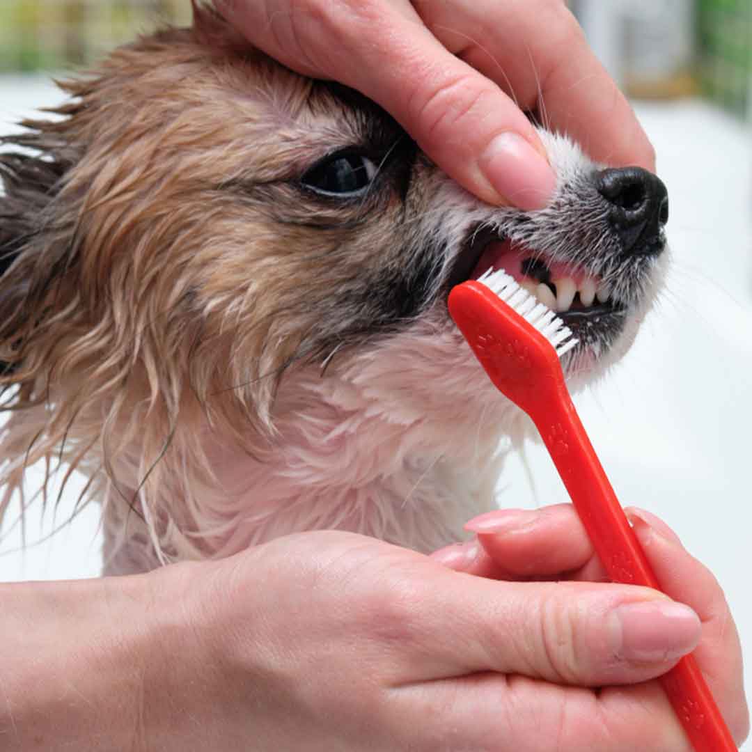 แปรงฟันให้น้องหมาตั้งแต่เด็ก