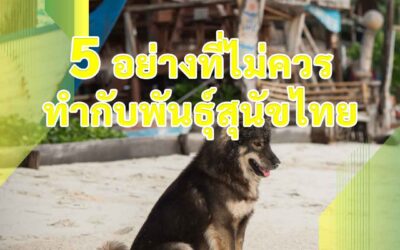 5 อย่างที่ไม่ควรทำกับพันธุ์สุนัขไทย