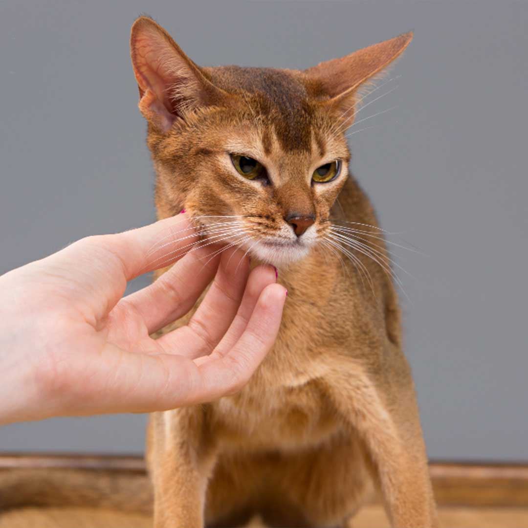 อะบิสซิเนียน abyssinian