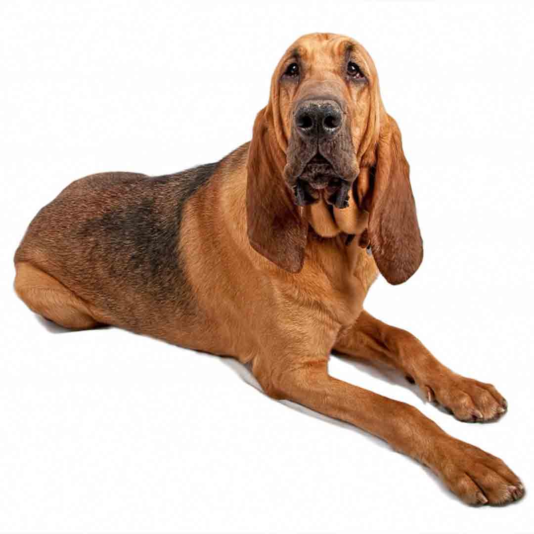 บลัดฮาวด์ bloodhound