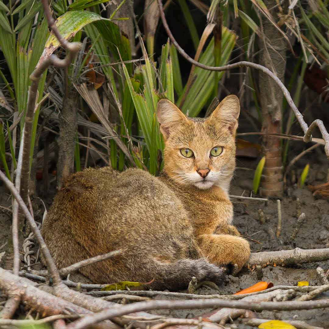 jungle cat