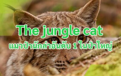 The jungle cat แมวป่านักล่าอันดับ 1 ในป่าใหญ่