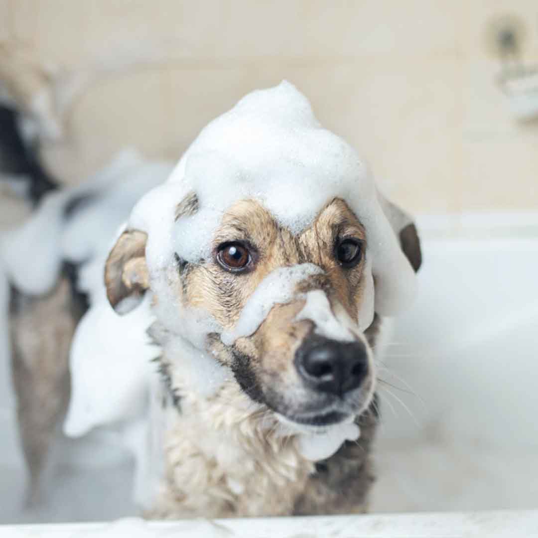 อาบน้ำสุนัข