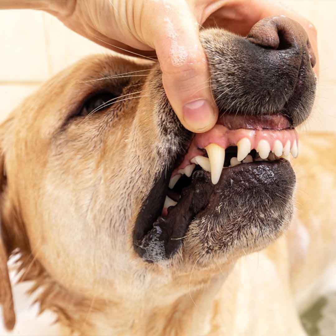 ฟันหมา
