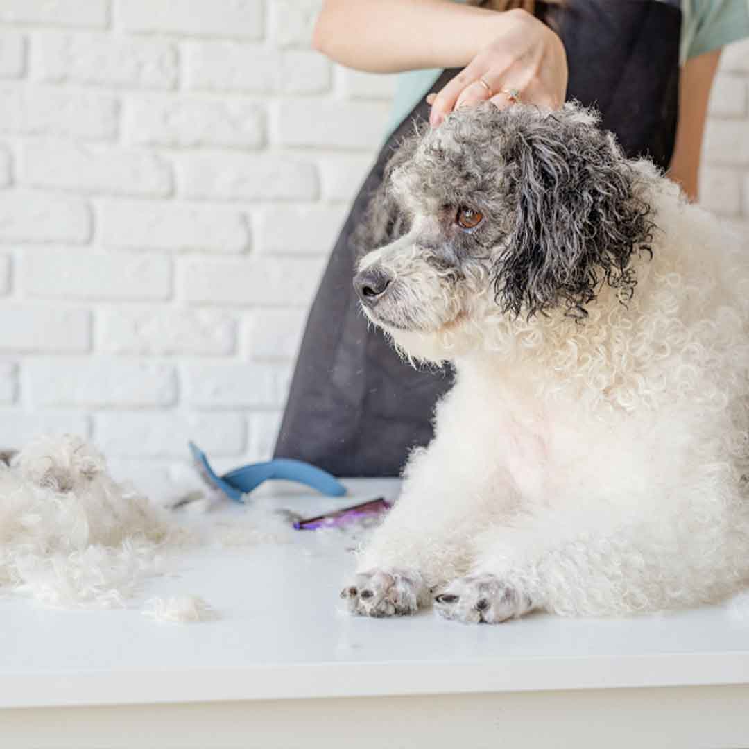 smiling-woman-grooming-bichon-frise-dog-salon หมาขนร่วงแก้ยังไง