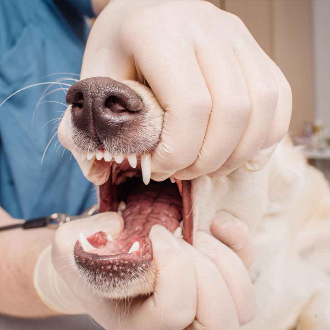 ฟันสุนัข