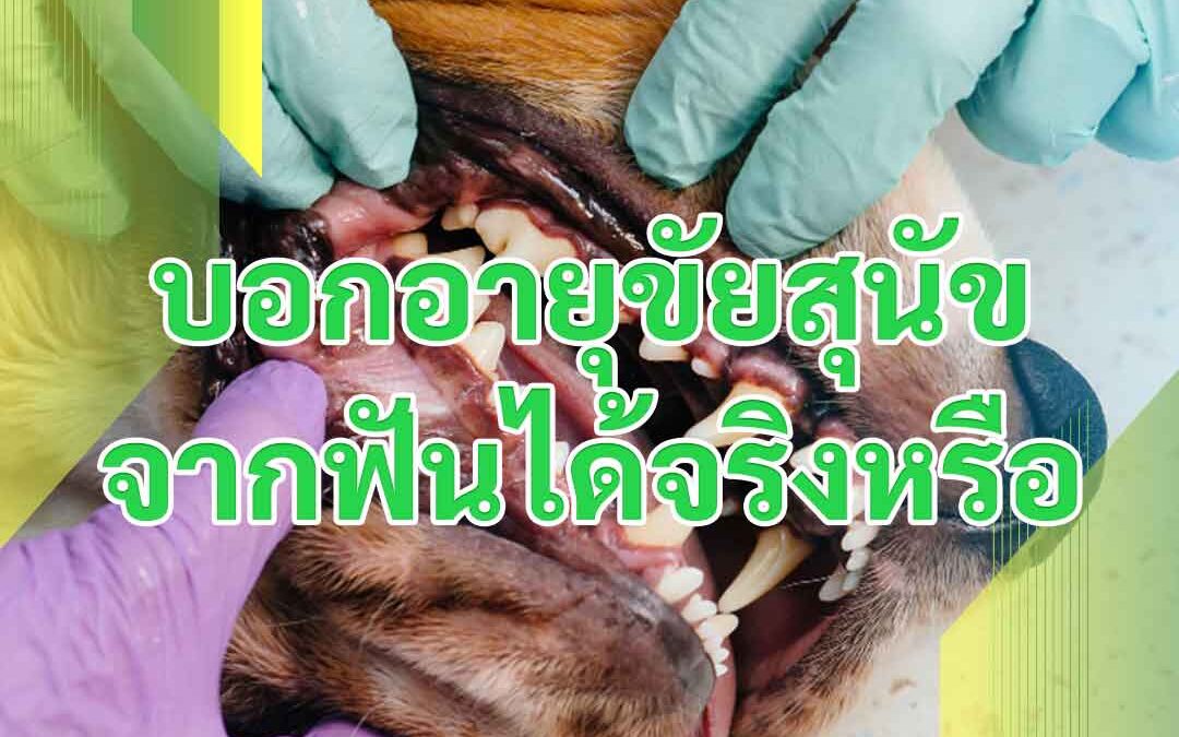 บอกอายุขัยสุนัขจากฟันได้จริงหรือ