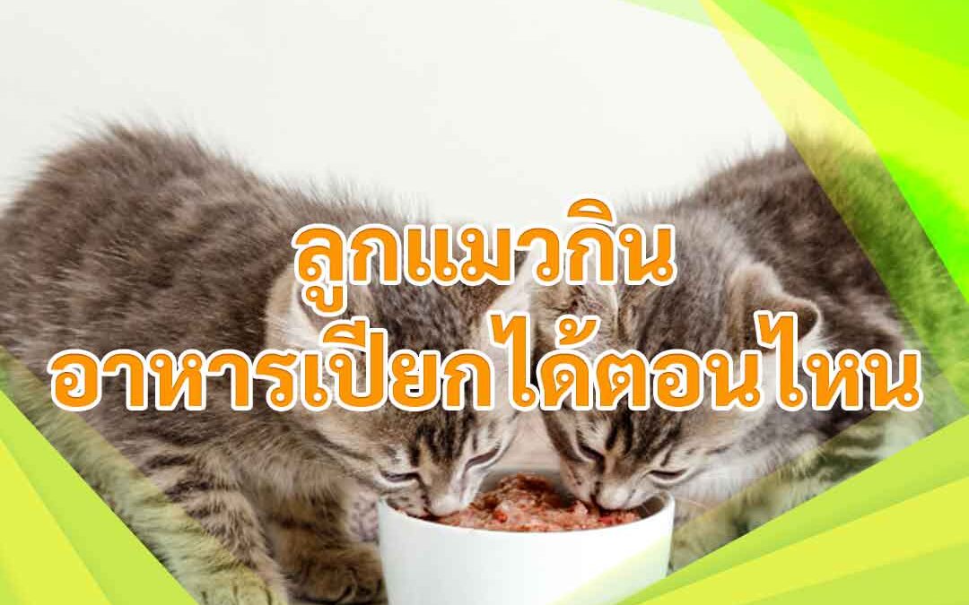 ลูกแมวกินอาหารเปียกได้ตอนไหน