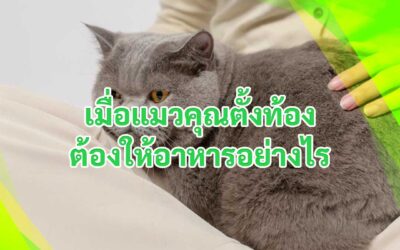 เมื่อแมวคุณตั้งท้องต้องให้อาหารอย่างไร