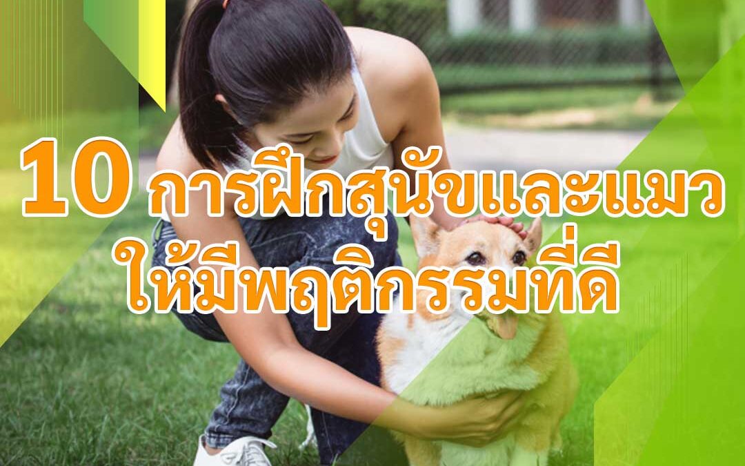 10 การฝึกสุนัขและแมวให้มีพฤติกรรมที่ดี