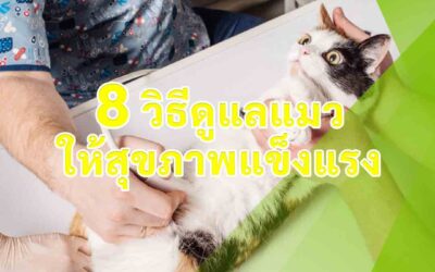 8 วิธีดูแลแมวให้สุขภาพแข็งแรง