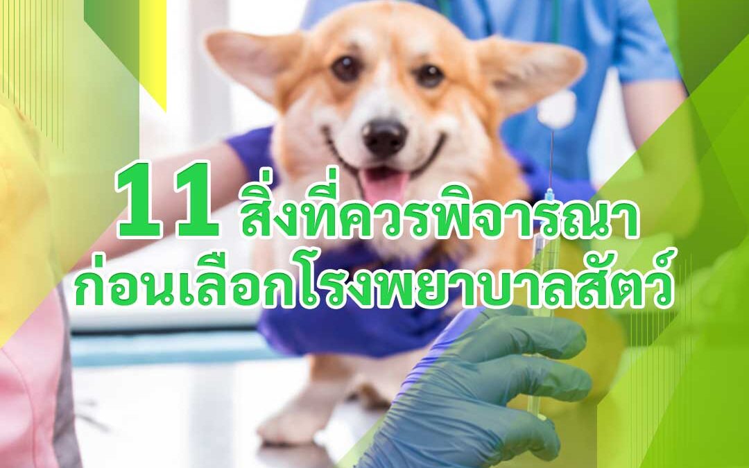 11 สิ่งที่ควรพิจารณาก่อนเลือกโรงพยาบาลสัตว์